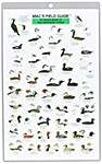 Mac's Field Guide To Water Birds Of The Northeast Coast