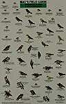 Mac's Field Guide to Northeast Park and Backyard Birds