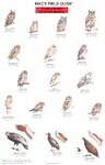 Mac's Field Guide to Birds of Prey of North America