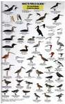 Mac's Field Guide To California Coastal Birds