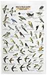 Mac's Guide-S.W. Park-Backyard Birds