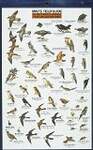 Mac's Field Guide To Southern California Park and Garden Birds