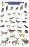 Mac's Field Guide to Mount Rainier National Park: Mammals and Birds