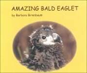Amazing Bald Eaglet