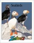 Sea Birds
