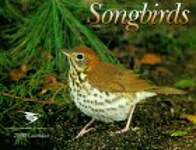 Songbirds 2000 Calendar