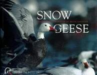Snow Geese: Grandeur and Calamity on an Arctic Landscape