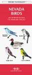 Nevada Birds: An Introduction to Familiar Species