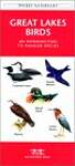 Great Lakes Birds: A Folding Pocket Guide to Familiar Species