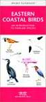 Eastern Coastal Birds: A Folding Pocket Guide to Familiar Species