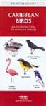 Caribbean Birds: A Folding Pocket Guide to Familiar Species