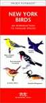 New York Birds: A Folding Pocket Guide to Familiar Species
