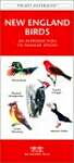 New England Birds: A Folding Pocket Guide to Familiar Species