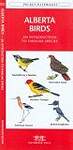 Alberta Birds: An Introduction to Familiar Species