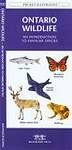 Ontario Wildlife: An Introduction to Familiar Species