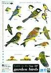Guide to the Top 50 Garden Birds