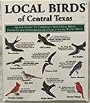 Local Birds of Central Texas