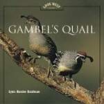 Gambel's Quail