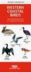 Western Coastal Birds: An Introduction to Familiar Species