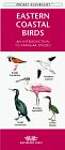 Eastern Coastal Birds: An Introduction to Familiar Species