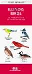 Illinois Birds: An Introduction to Familiar Species