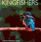 Kingfishers