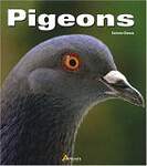 Pigeons