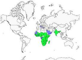 Distribution 