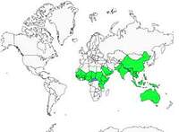 Distribution 