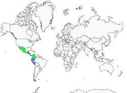 Distribution