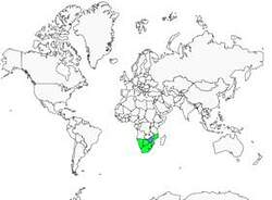 Distribution