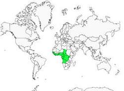 Distribution