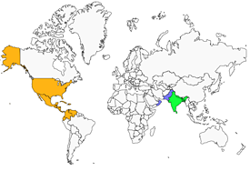 Capucin à dos marron Lonchura malacca