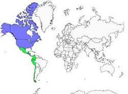 Distribution