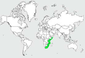 Distribution 