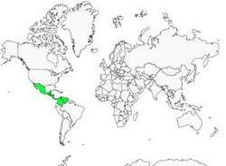 Distribution