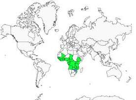 Distribution 