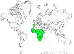 Distribution