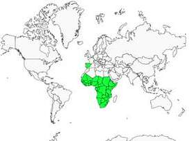 Distribution 
