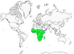 Distribution