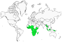 Distribution 