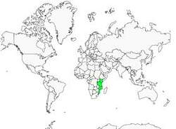 Distribution