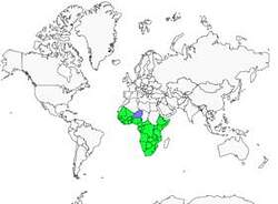 Distribution