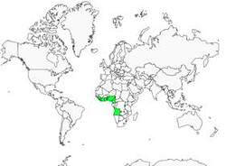 Distribution 
