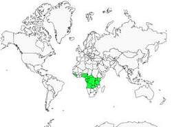 Distribution