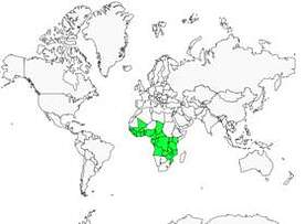 Distribution 