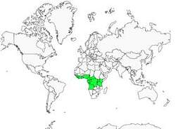 Distribution