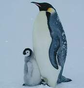 Emperor Penguin