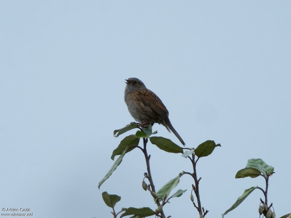 Dunnock