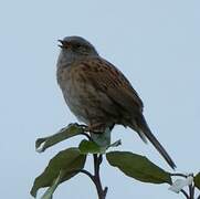 Dunnock